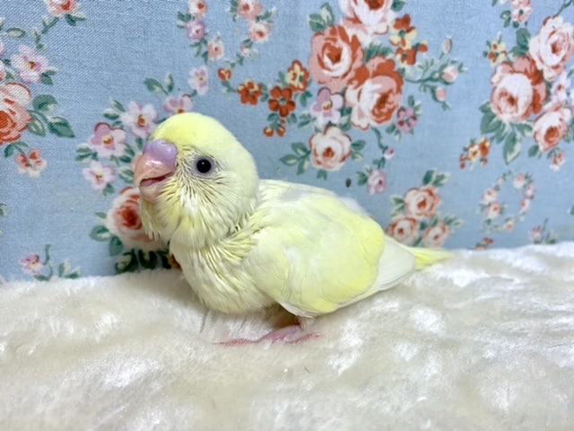 セキセイインコ　クリーム　🍋🍇　9月15日