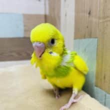ビタミンカラーの元気なヒナさん！セキセイインコのパイドカラー！