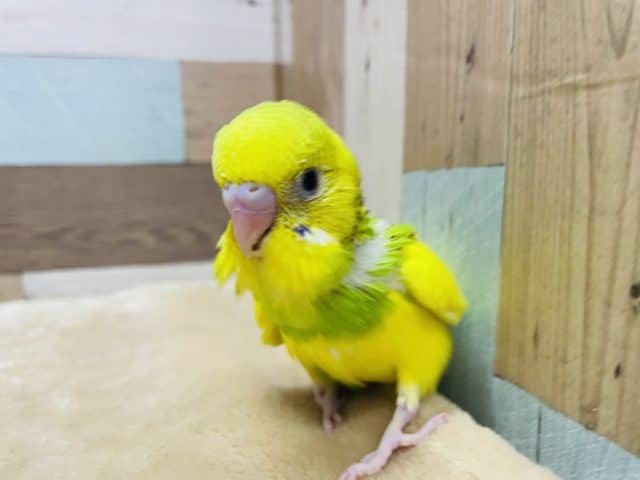 ビタミンカラーの元気なヒナさん！セキセイインコのパイドカラー！