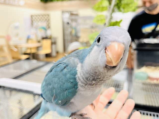 オキナインコ