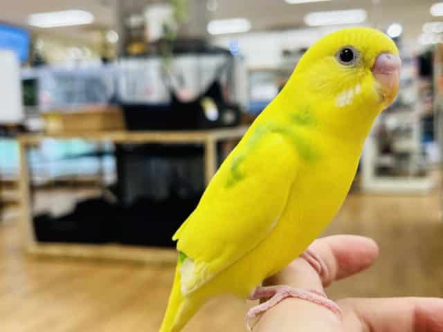 セキセイインコ