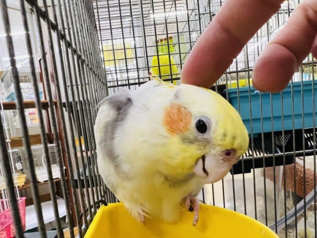 オカメインコ