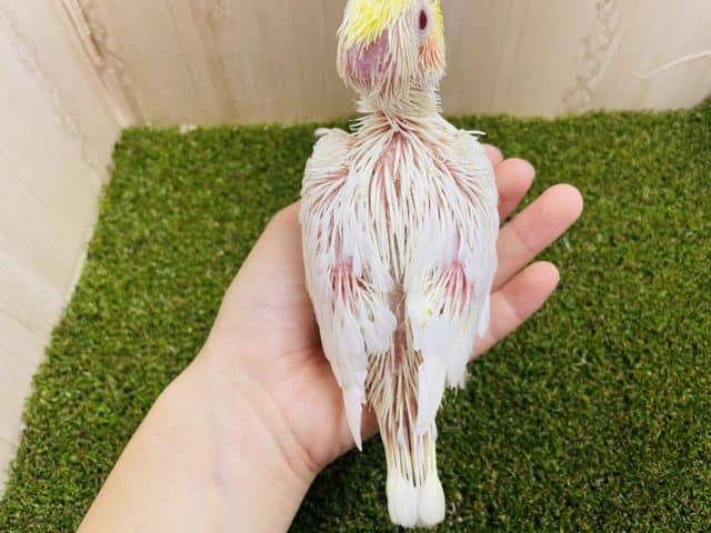 オカメインコ