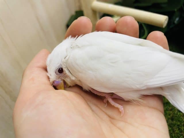 ふわふわまっしろ～！赤目さんだよ！　セキセイインコ　アルビノ