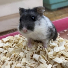 マーブルハムスター！