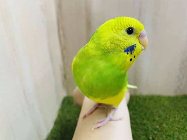 セキセイインコ