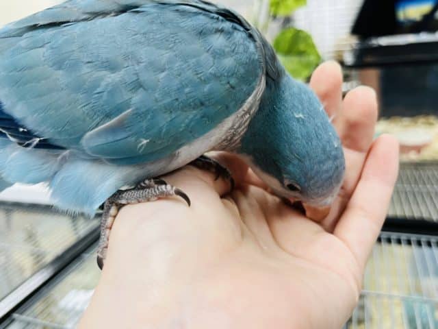 オキナインコ