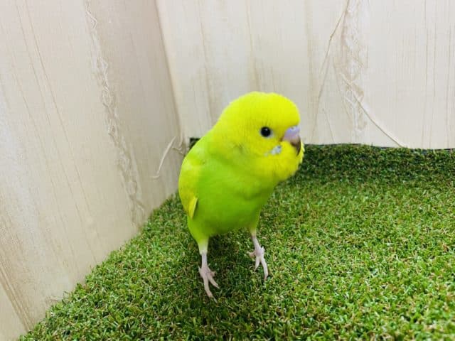 セキセイインコ