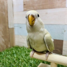 最新画像有り☆優しい雰囲気が漂うヒナさんです！コザクラインコのシナモンカラー！