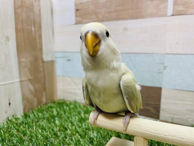 最新画像有り☆優しい雰囲気が漂うヒナさんです！コザクラインコのシナモンカラー！