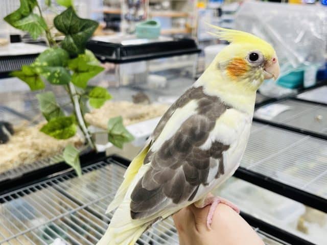 オカメインコ