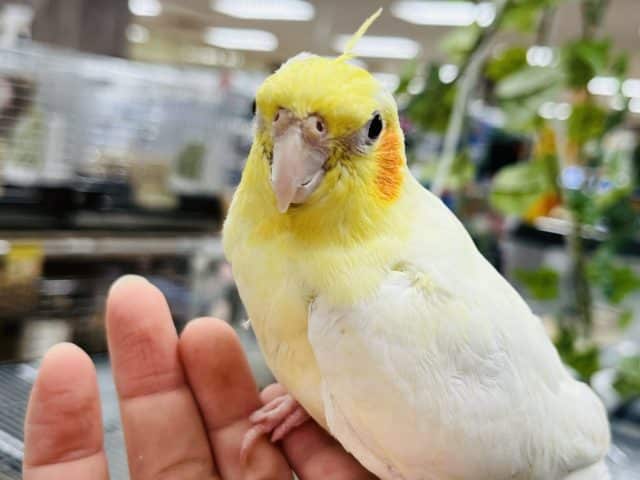 オカメインコ