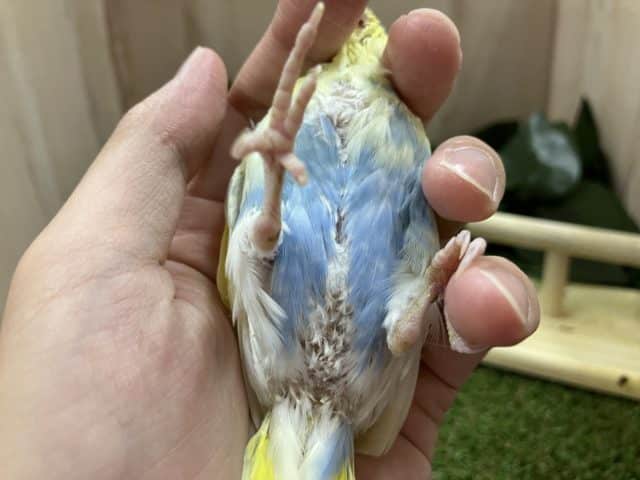 セキセイインコ