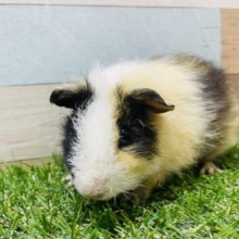 見ているだけで癒されちゃいます！テッセルモルモットの三色カラー！