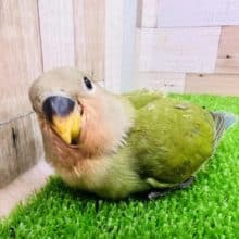 ぷりぷりボディー♡小桜インコ ノーマルカラー