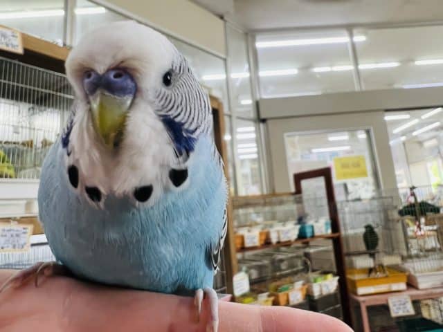 ジャンボセキセイインコ