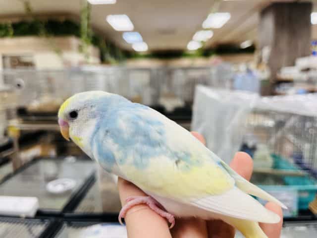 セキセイインコ