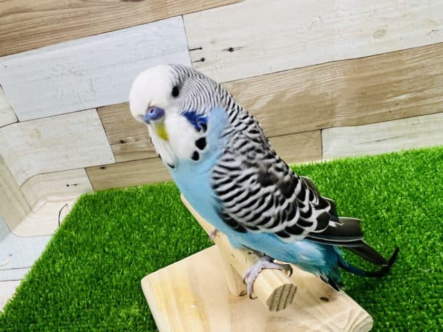 ジャンボセキセイインコ