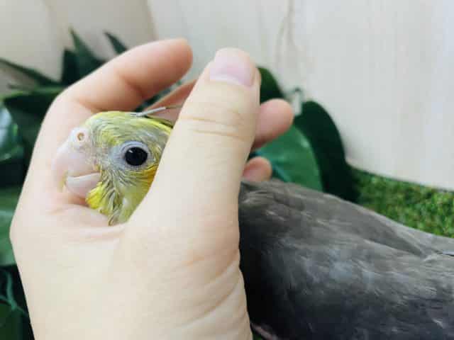 オカメインコ