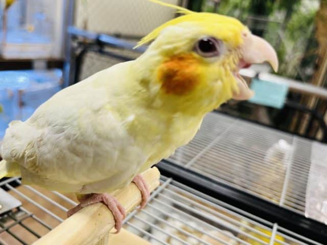 オカメインコ