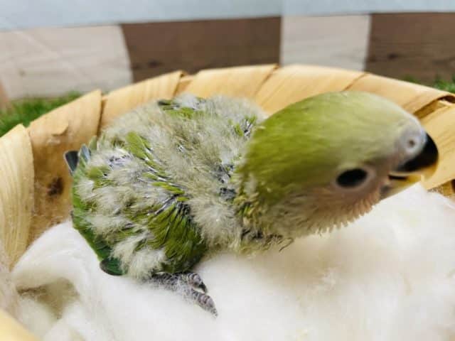 コザクラインコ（小桜インコ）