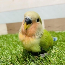 最新画像有り☆表情が可愛らしい人気カラー！コザクラインコのノーマルカラー！