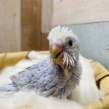羽がグレーの珍しい仔です！セキセイインコのスパングルカラー！