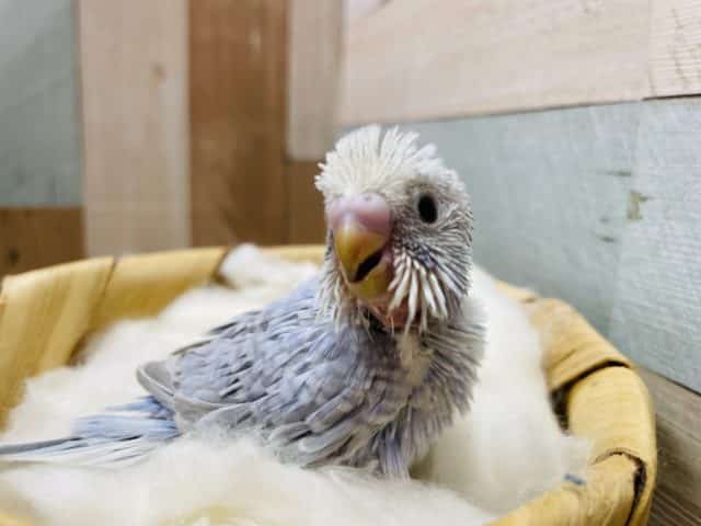 羽がグレーの珍しい仔です！セキセイインコのスパングルカラー！