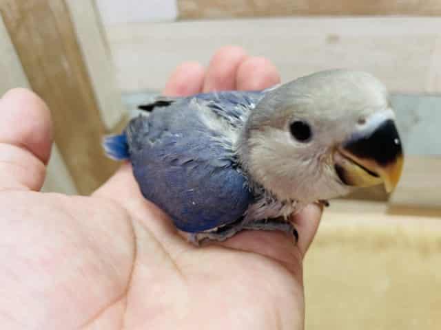 コザクラインコ（小桜インコ）