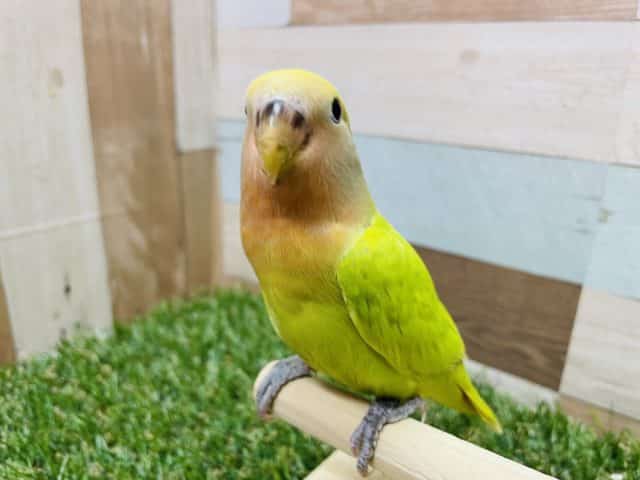 コザクラインコ（小桜インコ）