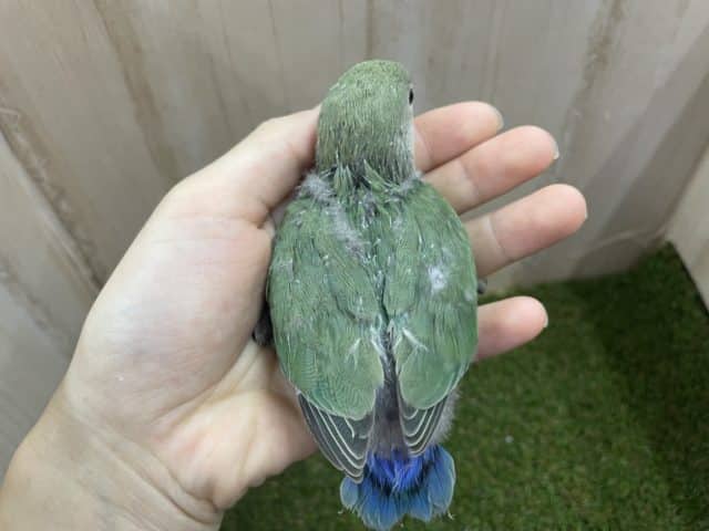 コザクラインコ（小桜インコ）