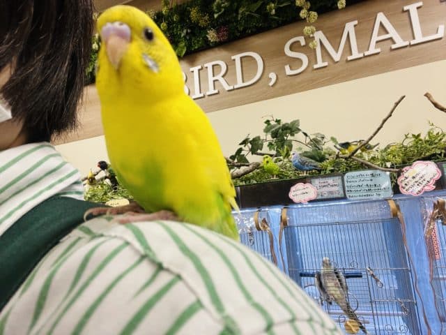 セキセイインコ