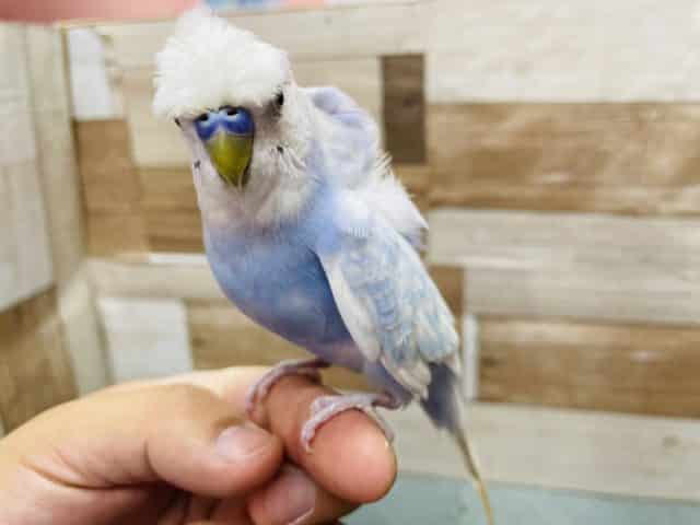 羽衣セキセイインコ