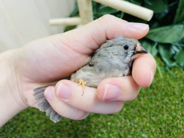 あと１羽！！１人餌です！おちびちゃんズ！！！！　キンカ鳥　ノーマル