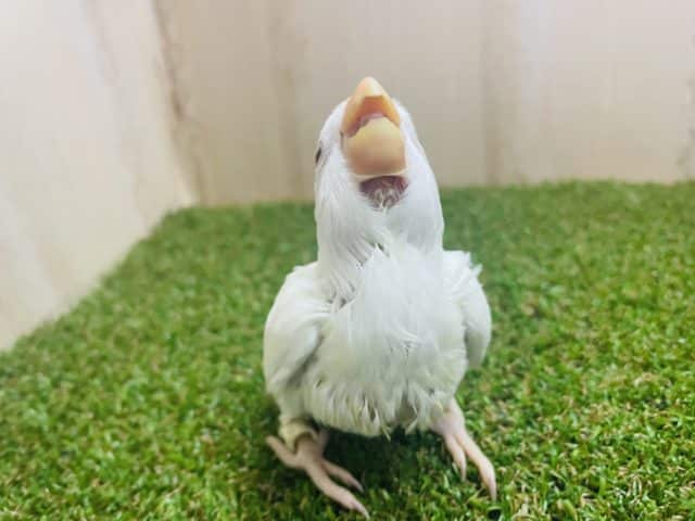 コザクラインコ（小桜インコ）