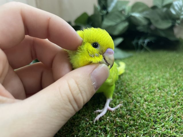 セキセイインコ