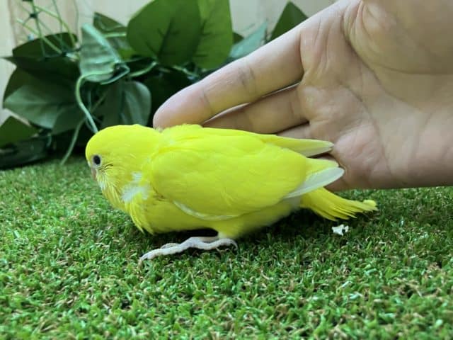 セキセイインコ