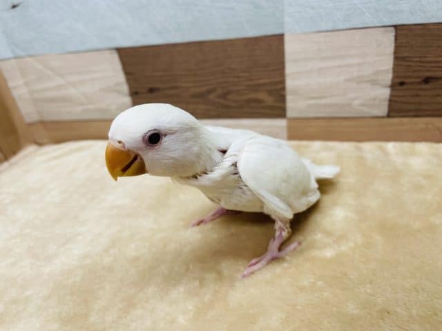 コザクラインコ（小桜インコ）