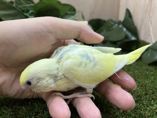 セキセイインコ