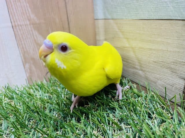 セキセイインコ