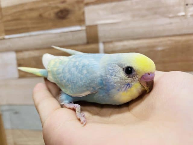 手にぴとっとくっついてしまう恥ずかしがり屋さんのセキセイインコパステルレインボー♪