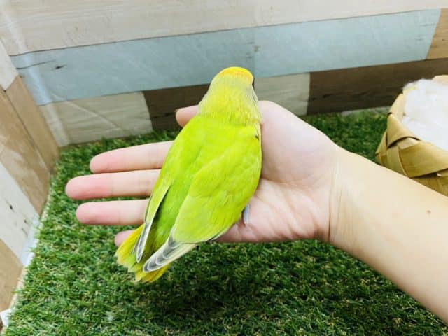 コザクラインコ（小桜インコ）