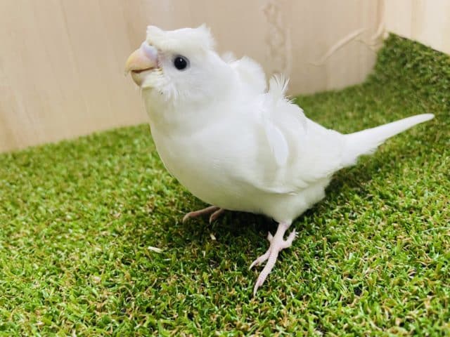 羽衣セキセイインコ