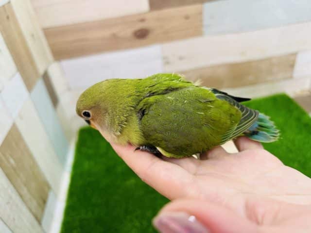 コザクラインコ（小桜インコ）