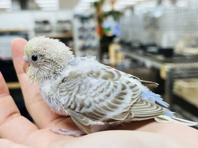 セキセイインコ