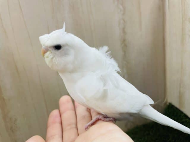 羽衣セキセイインコ