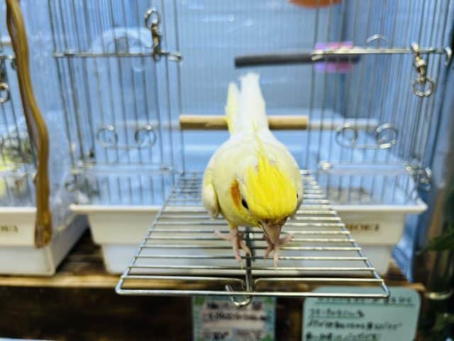 オカメインコ