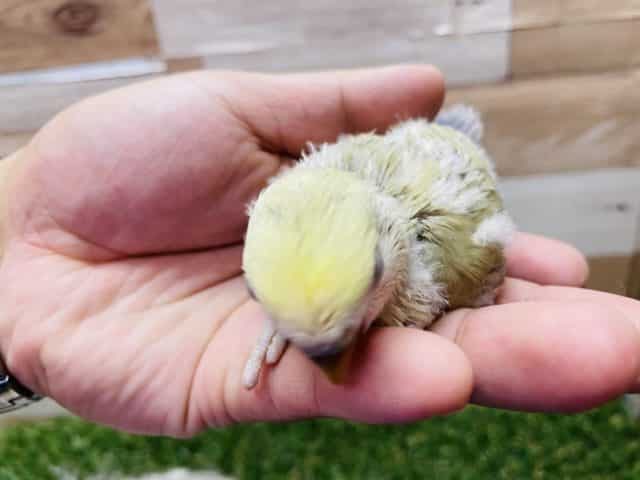 コザクラインコ（小桜インコ）