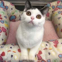 おにぎりみたい～！可愛いアメショーきたよ！