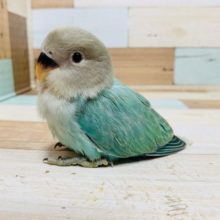 美しい…♡東葛初入舎カラー?!コザクラインコ(アクアターコイズオパーリン)さん☆